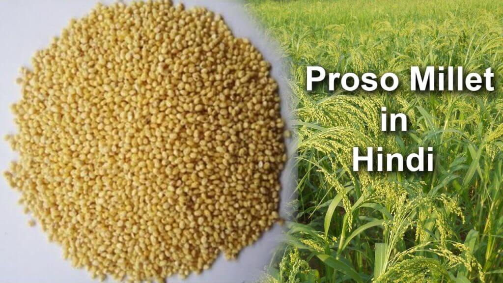 Proso Millet In Hindi Proso Millet 