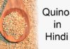 quinoa in hindi