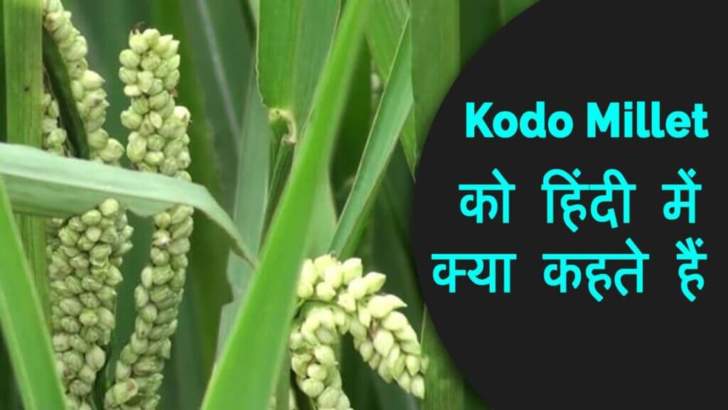 Kodo Millet In Hindi Kodo Millet 