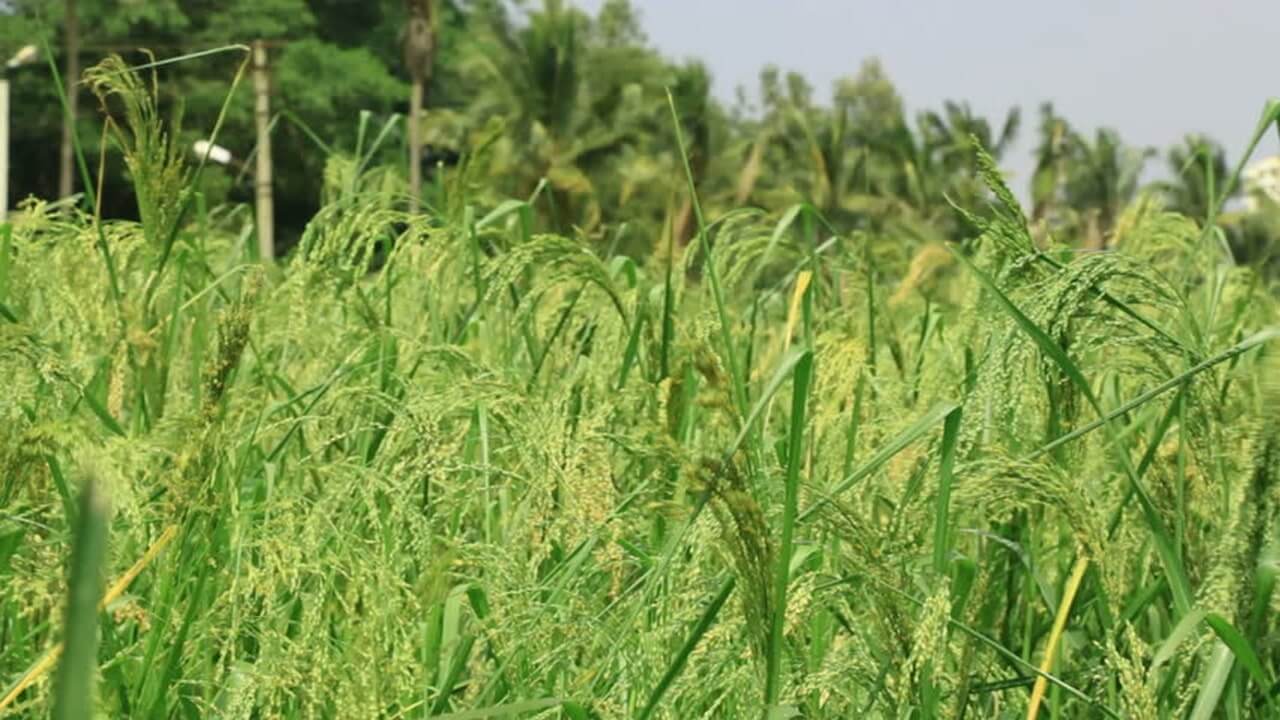 little-millet-in-hindi-little-millet