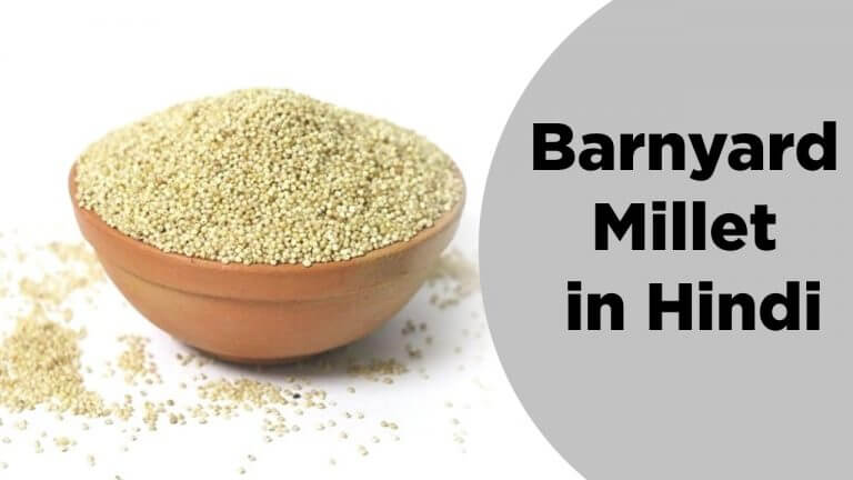 Barnyard Millet IN HINDI
