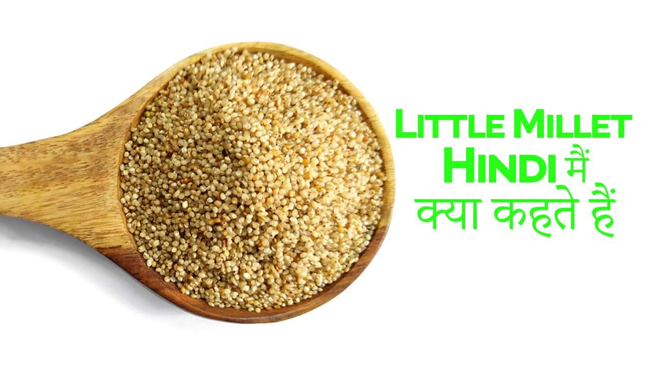 Little millet in hindi