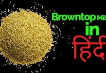 browntop millet in hindi