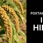 FOXTAIL MILLET IN HINDI