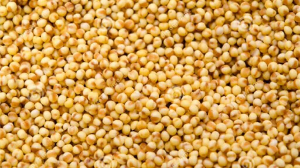 FOXTAIL MILLET IN HINDI
